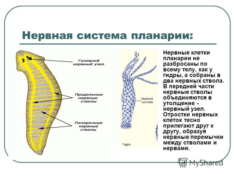 Что такое кракен плейс